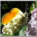 Anthocharis cardamines - Aurorafalter m10.jpg